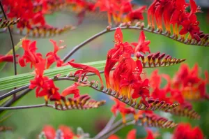 Florissa Crocosmia 'Lucifer' - 1 Bulb/Pkg